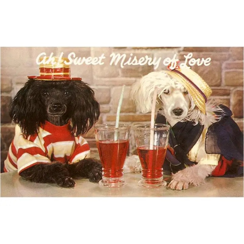 Ah, Sweet Misery of Love, Dogs at Soda Card