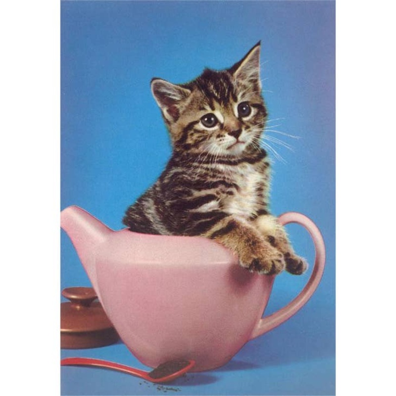 Kitten in Tea Pot Card