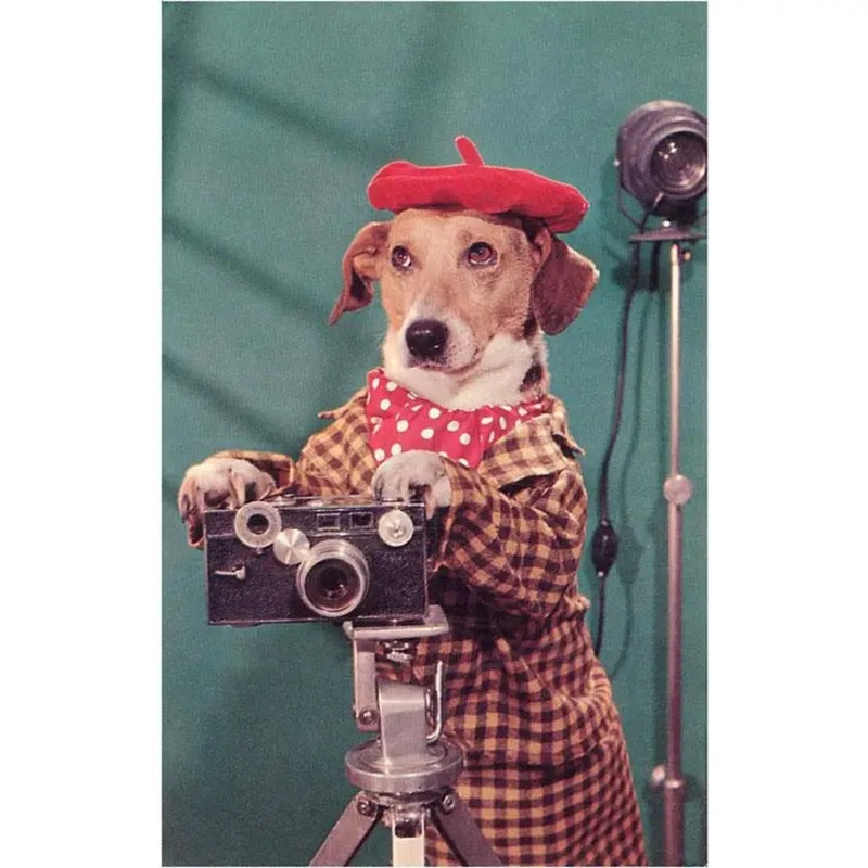 Photographer Dog Card