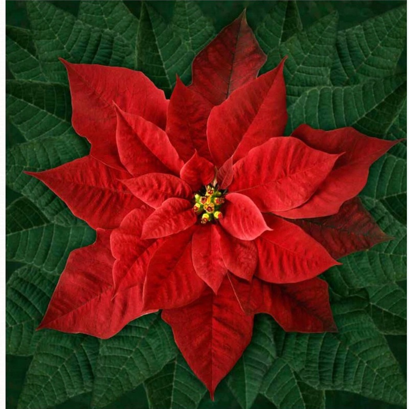 Dream Big - Digital Poinsettia - Red