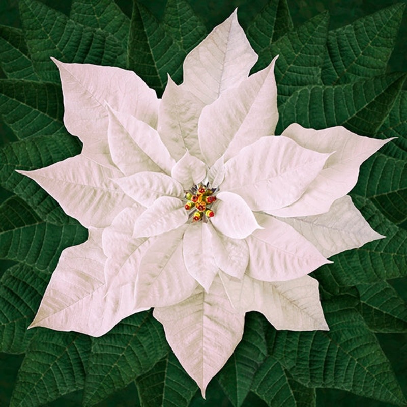 Dream Big - Digital Poinsettia - White