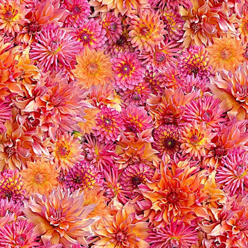 Pink/Orange Dahlia Dahling 108 Cotton (QB10862M-PO) - Sold in UNITS of 1/4 metre