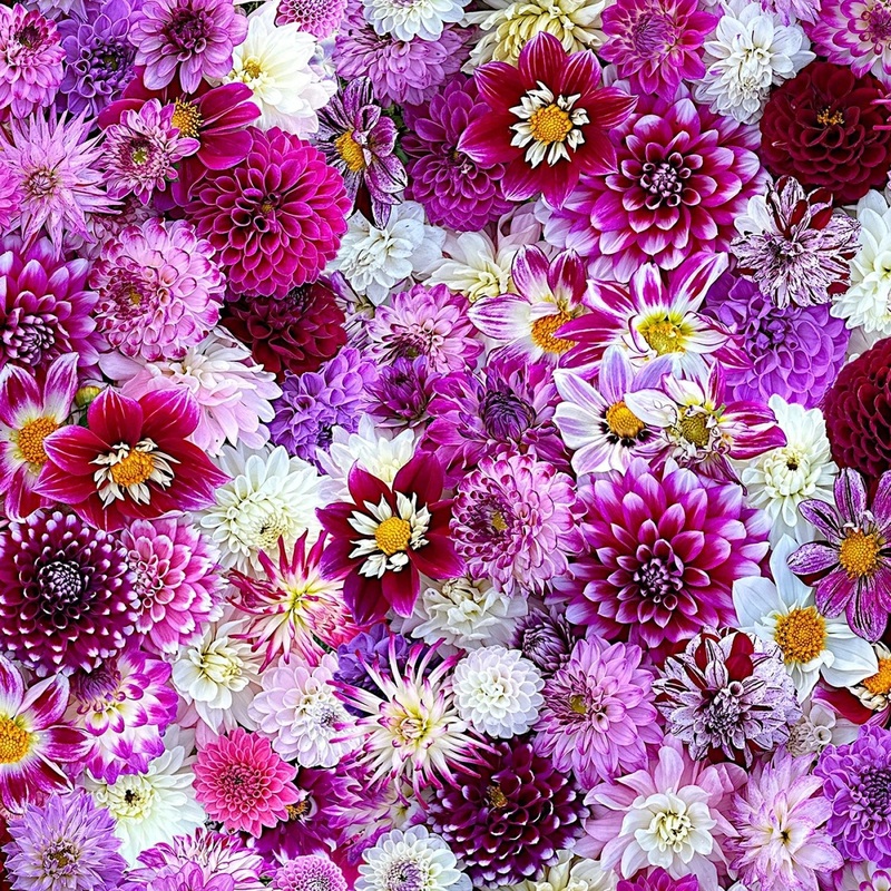 Purple/Multi Razzle 108 Cotton (QB10863M-VZ) - Sold in UNITS of 1/4 metre