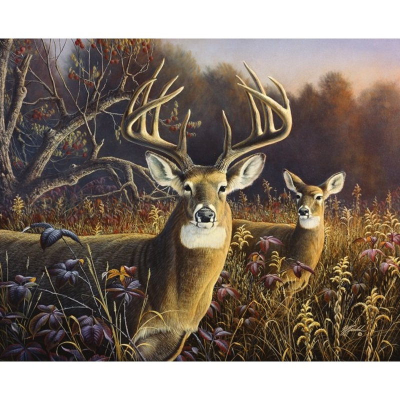 Deer in the Grassland