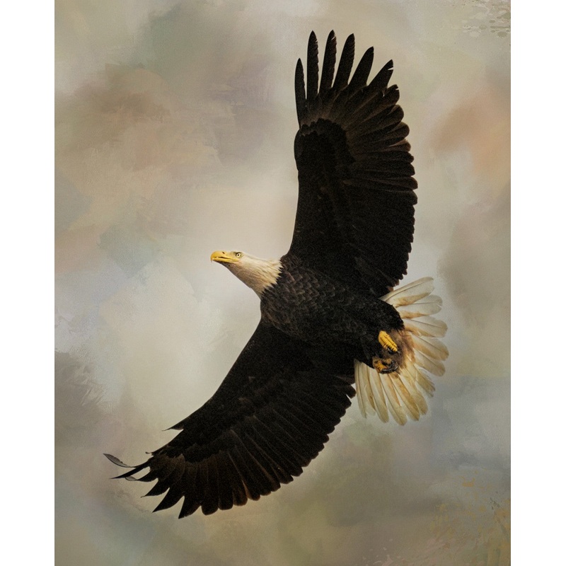 After The Intruder Eagle Panel Digitally Printed 36in