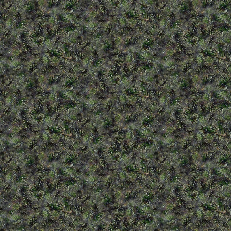 First Light Pine Boughs DP26763-75