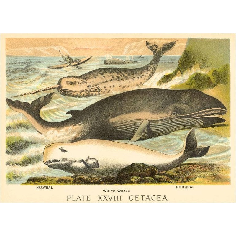 Magnet, Varieties of Whales - Vintage Image