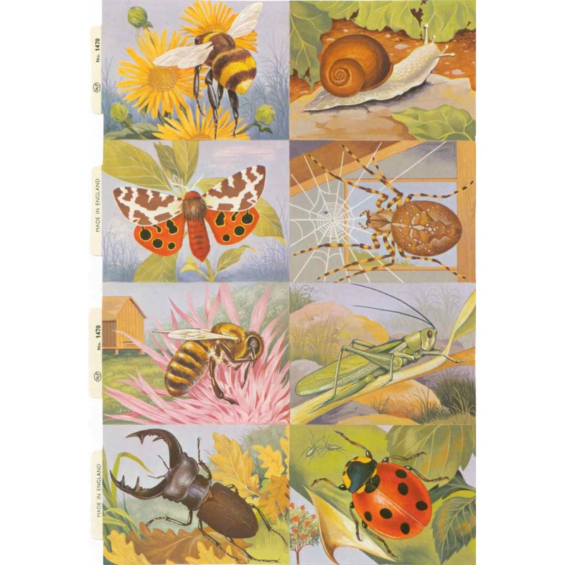 Scrapbook Pictures, Bugs & Insects