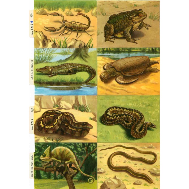 Scrapbook Pictures, Reptiles